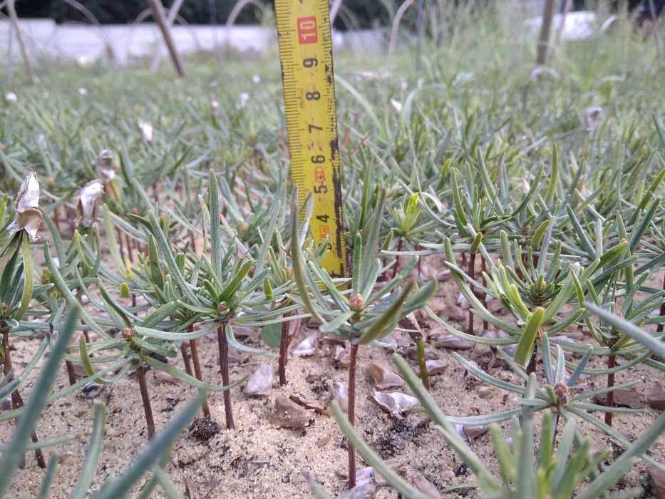 Jodła Kaukaska 5-10 cm