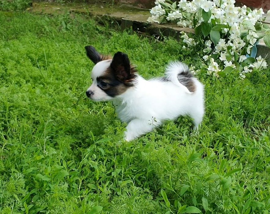 Папийон  мальчик