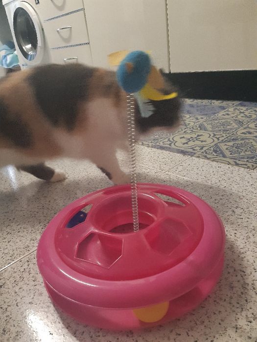Brinquedo gatinhos