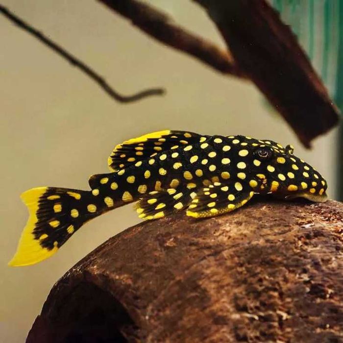 Zbrojnik L177 - Baryancistrus xanthellus Golden Nugget