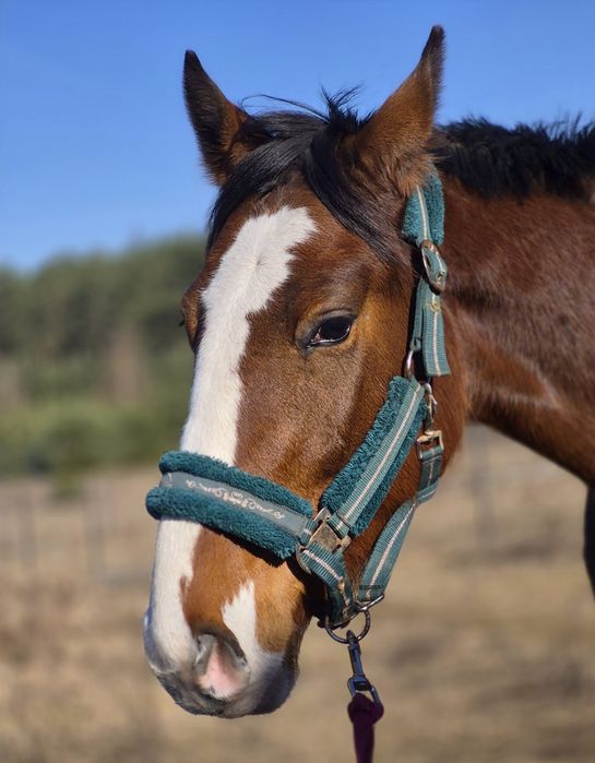 Malowany wałach 3 lata