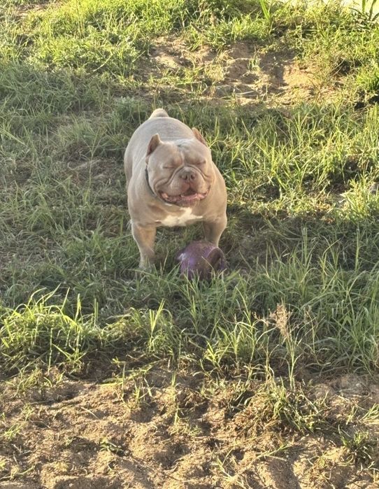 American Bully disponível Montas