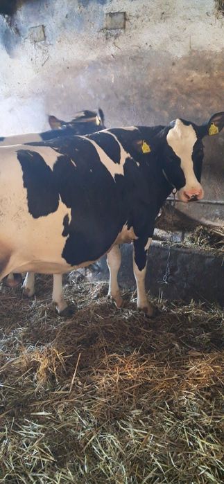Jałówki cielne hf i rw
