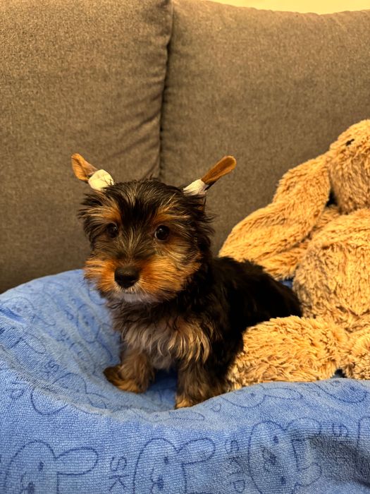 Yorkshire Macho Standarte