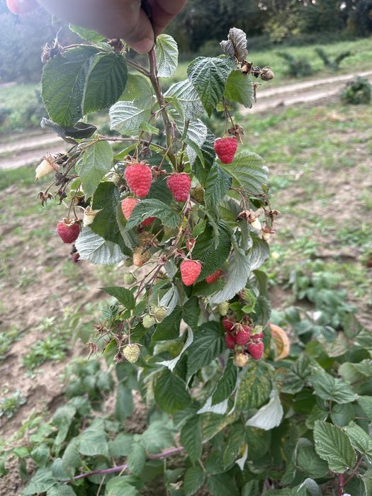 Sadzonka maliny polonez
