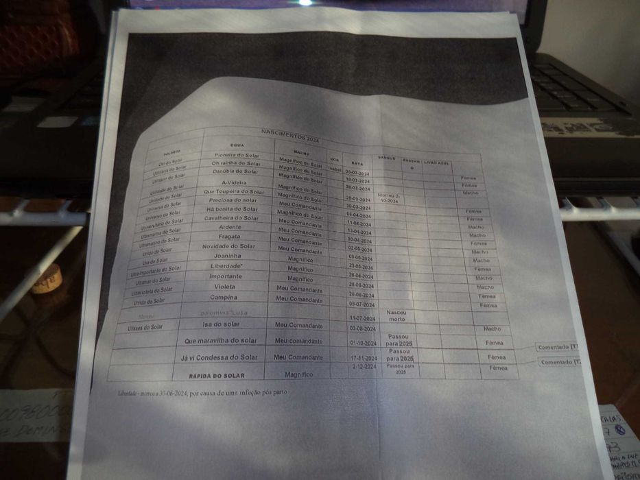 poldros  novos  cavalos  eguas   prenhas  LUZITANOS