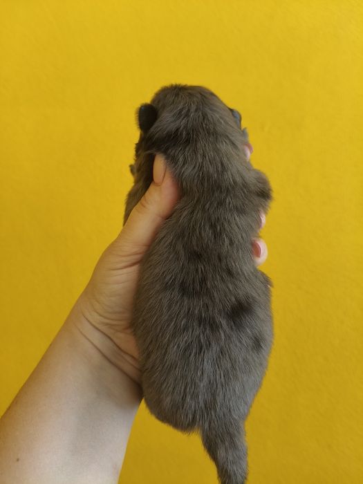 Spitz alemão menino