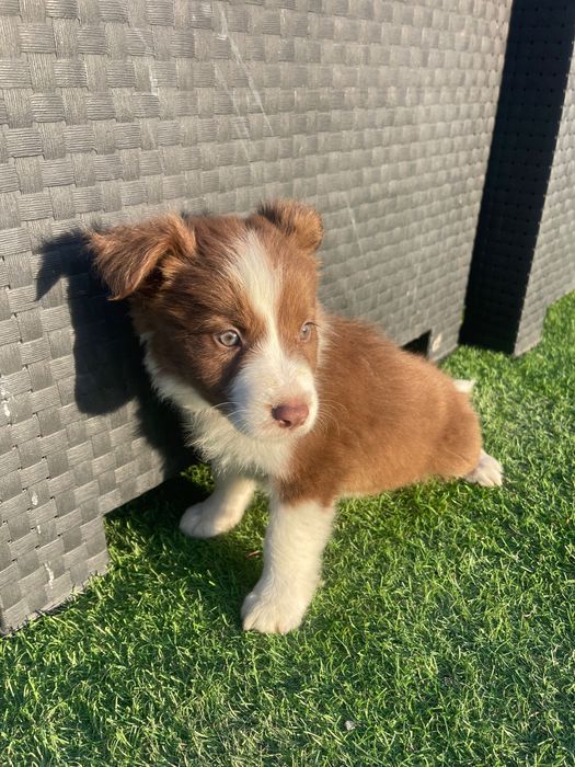Border collie 2 meses