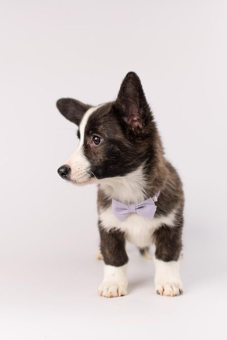 Szczeniak Welsh Corgi Cardigan – pręgowana dziewczynka