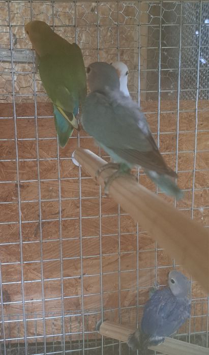 Caturras, agapornis e periquitos