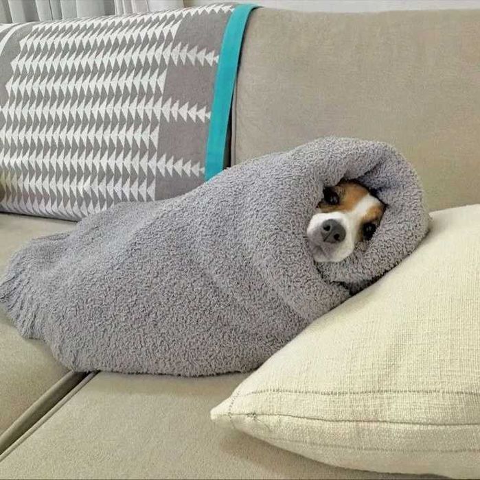 Продаються біглі віком два місяці. Вакциновані