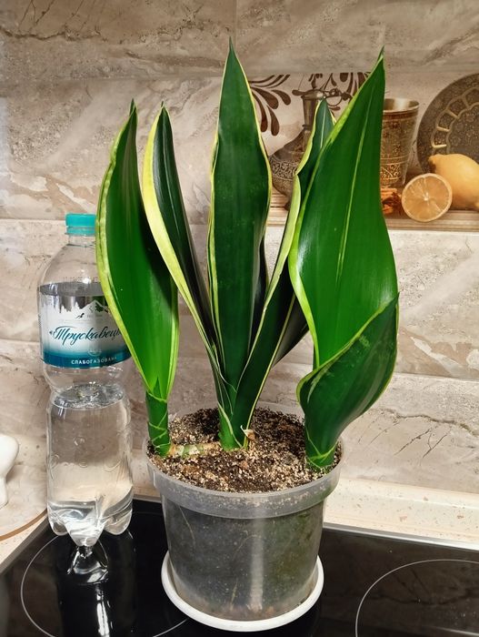 Сансевієрія Уітні, Лауренті, Футура Сімплекс, Спірмінт,Сільвер прінцес