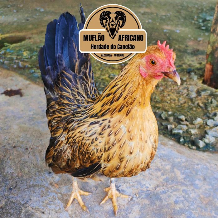 Casais de Cocos, Coquichos ou Garnizes