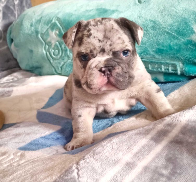 Мерле тан бульдог