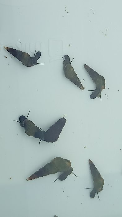 Caracóis Buzios Melanoides