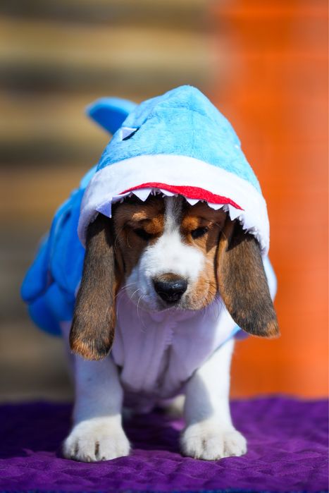 Маленький бігль 2,5 місяці