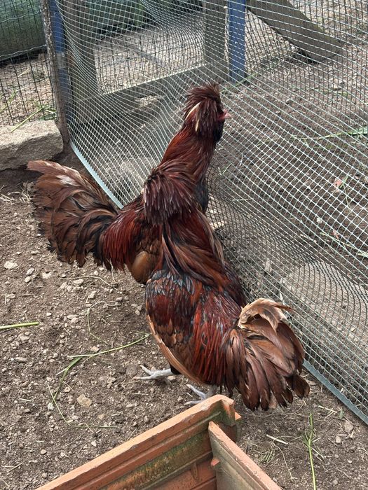 Galos paduana muito bonitos