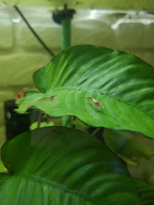 Krewetki Neocaridina Red Cherry (Kundelki)