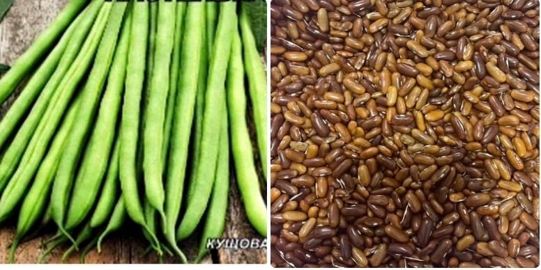 Насіння спаржевої квасолі кущова,різні сорти жовті,зелені стручки