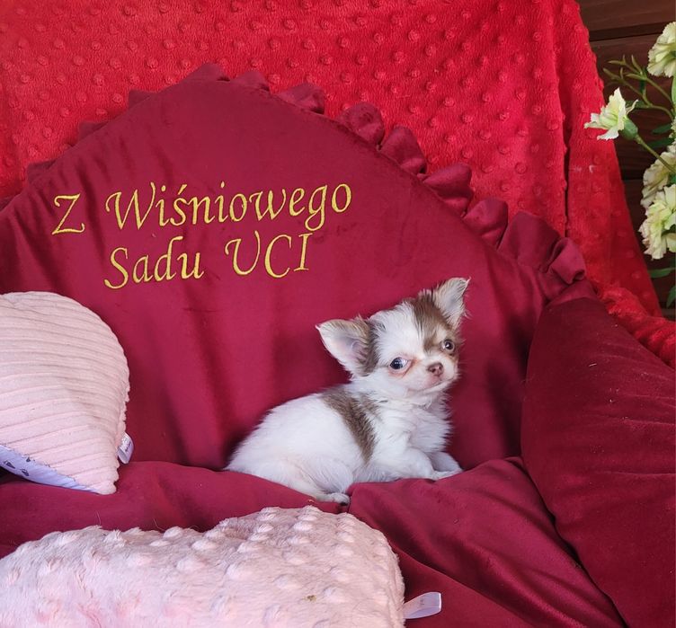 Chihuahua piesek