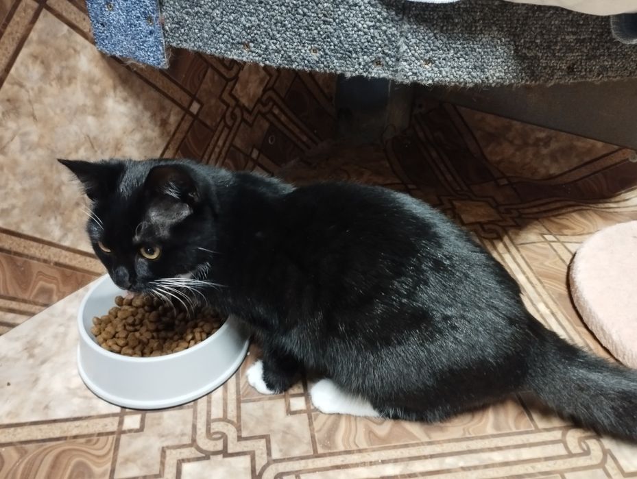 Kotka Ramona czeka pilnie na dom