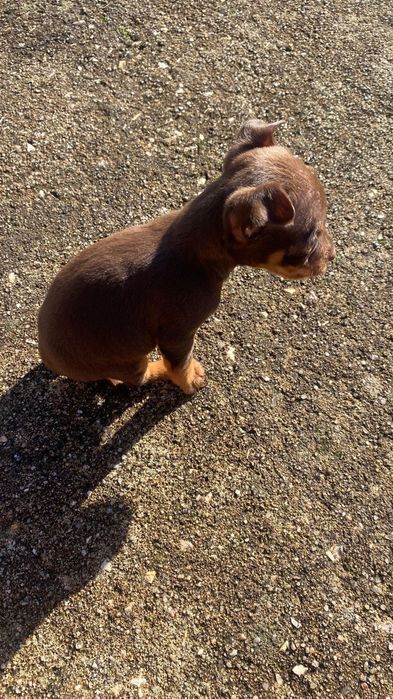 Pinscher macho chocolate