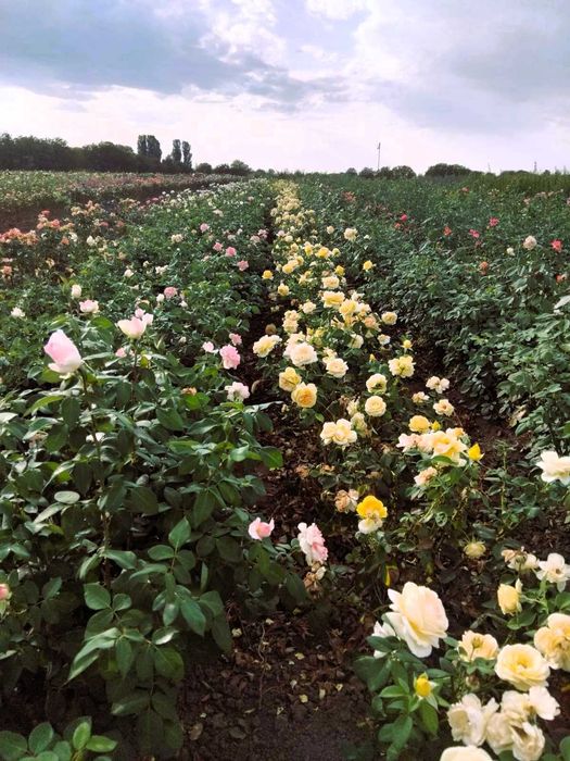 Саженцы роз в тубусе с землей + Подарок