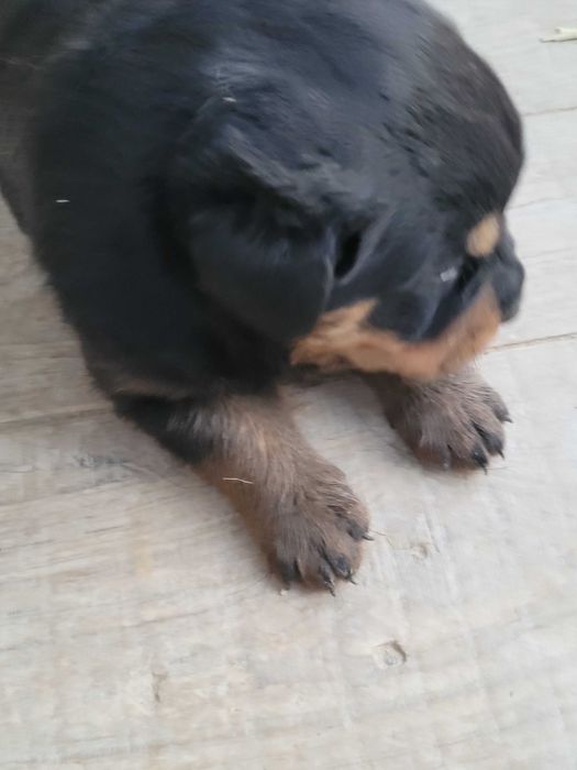 Szczenięta Rottweiler