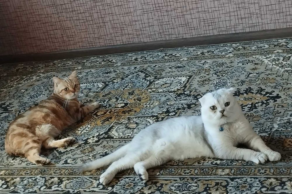 В'язка шотландець, срібна шиншила