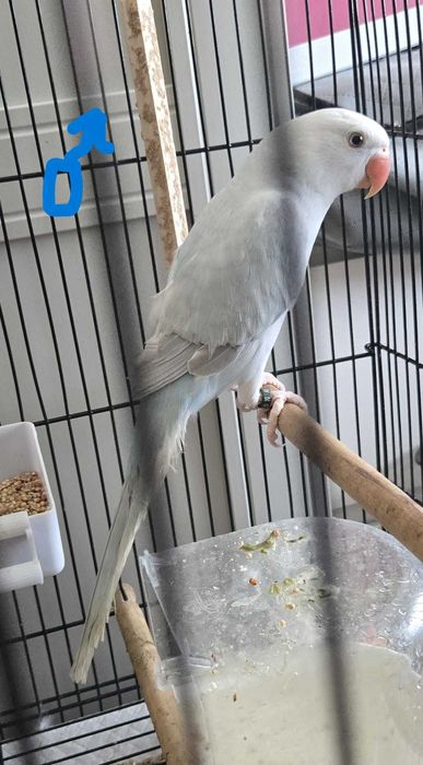 Casal de ring neck (3 meses)