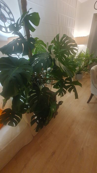 Monstera, przepiękna, zdrowa