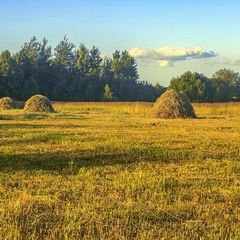 Продам свіже сіно