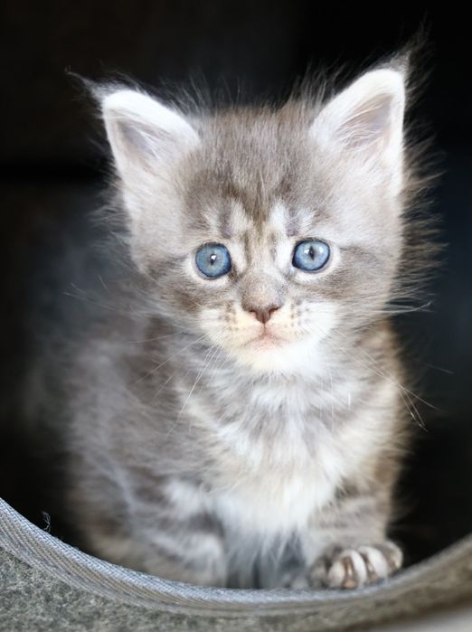 Elly – kotka Maine Coon