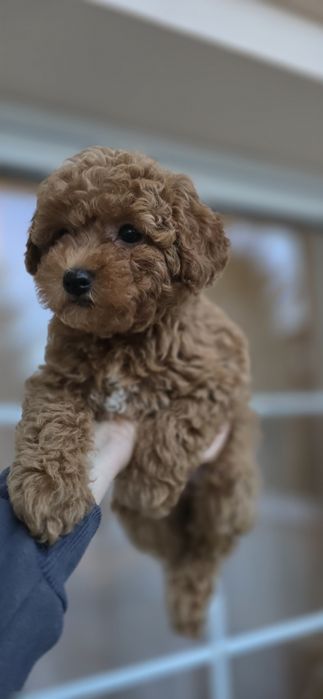 Maltipoo/ dziewczynka