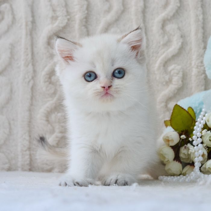 Кішечка золотий колор поінт