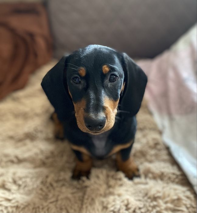 Чорно підпала такса дівчинка