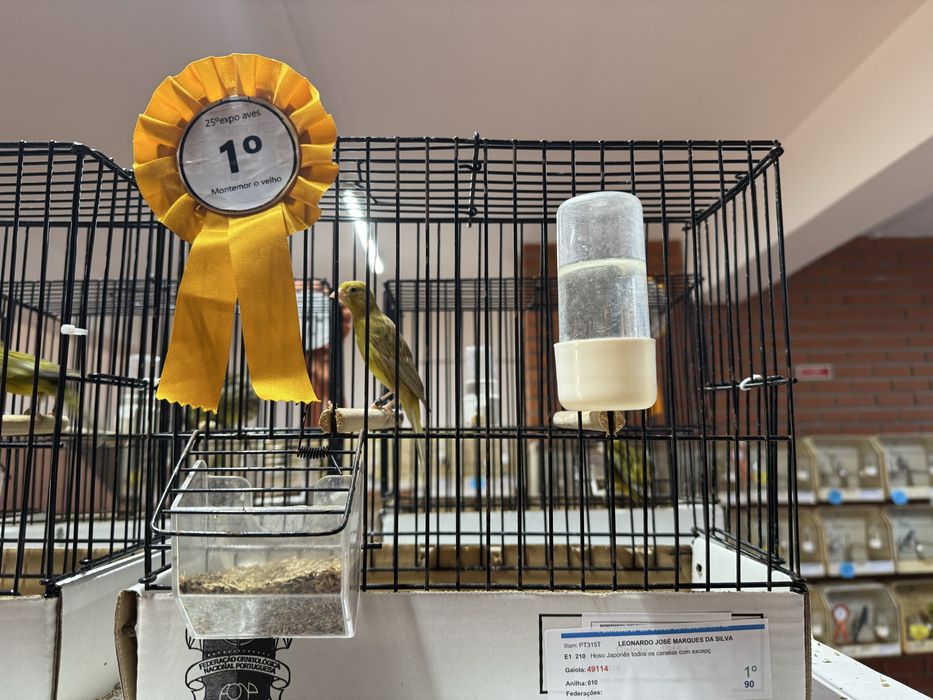 Canários de várias raças