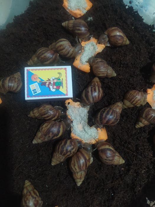 Малыши Ахатина фулика 30 грн. пара и 1 в подарок.