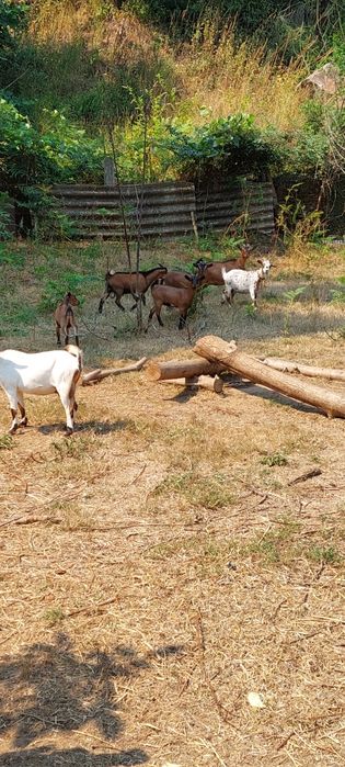 Cabras anãs para venda