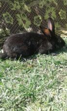 Термонті Гавана Полтавське срібло Кітні самиці, робочі кролі, виводок