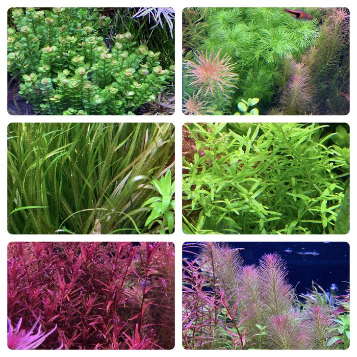 Акваріумні рослини