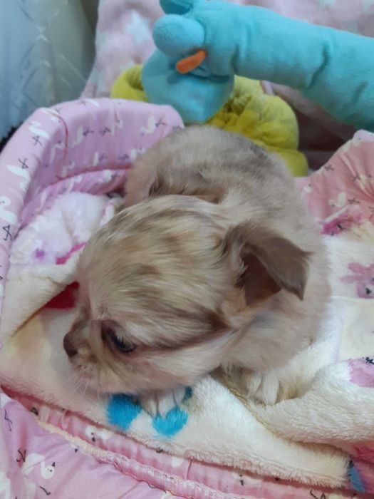 Chihuahua Piesek Długowłosy Beżowo Merle