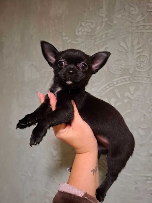 Czarna suczka rasy chihuahua jest gotowa do nowego domu.
