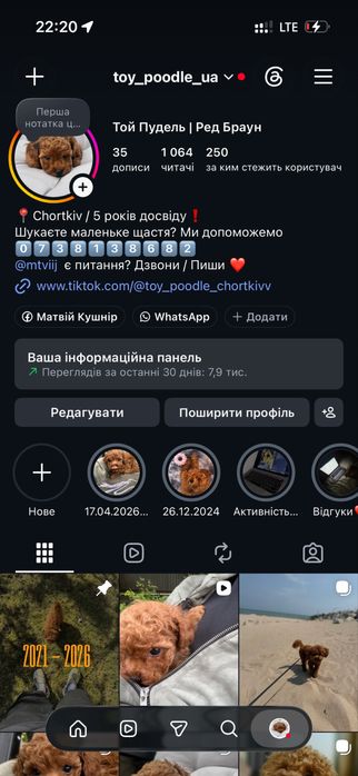 Той пудель, Ред браун  ( цуценя, щеня, собака) 1,5 міс