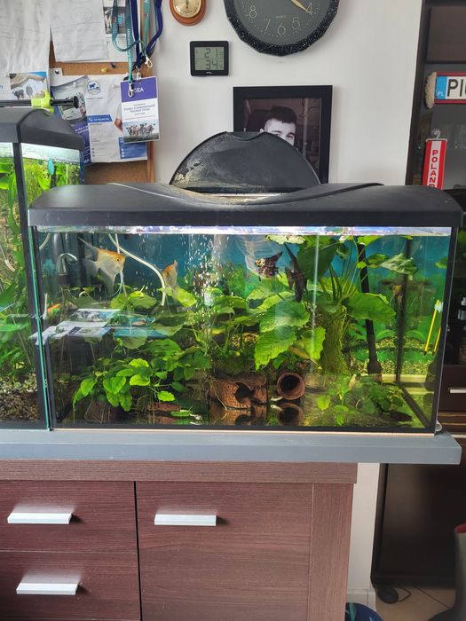 Akwaria z roślinami