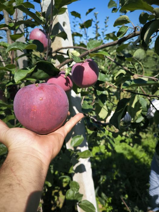 Sprzedam jabłka Szampion Princ Ligol Eliza Lobo
