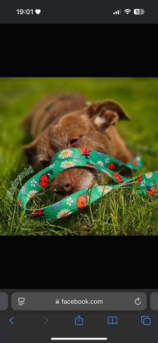 Obroża dla psa. Trend chico