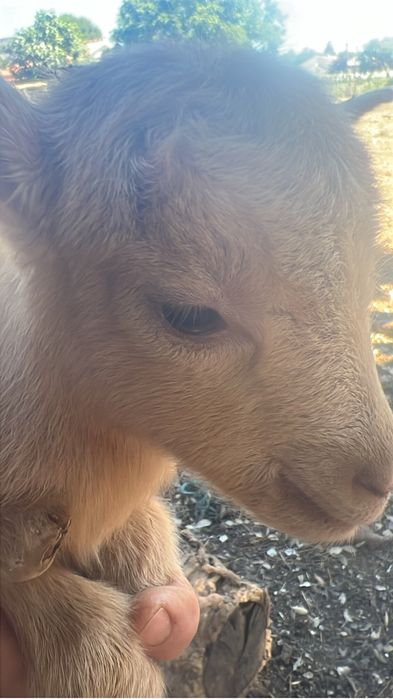 Vendo cabras prenhas e chibo manso