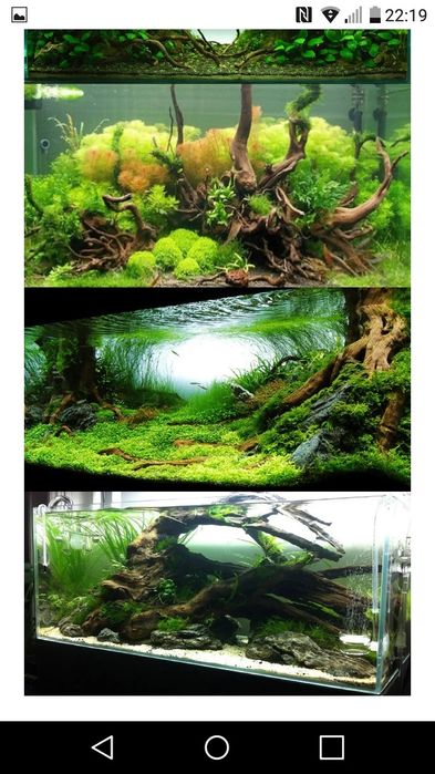 Акваріумні рослини від 3гр. коряги ,камні ,мохи та багато іншого.