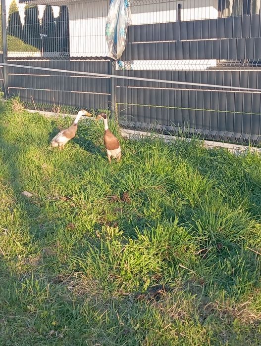 Jaja lęgowe kaczek biegunów